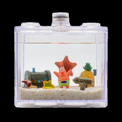 新品海星a饲养套装~海星活宠物套装饲养套餐套盒派大星活的儿童礼