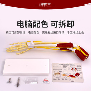 极速人体关节附肌肉模型q 盂肱关节肩锁关节肩峰结构 膝关节肌肉