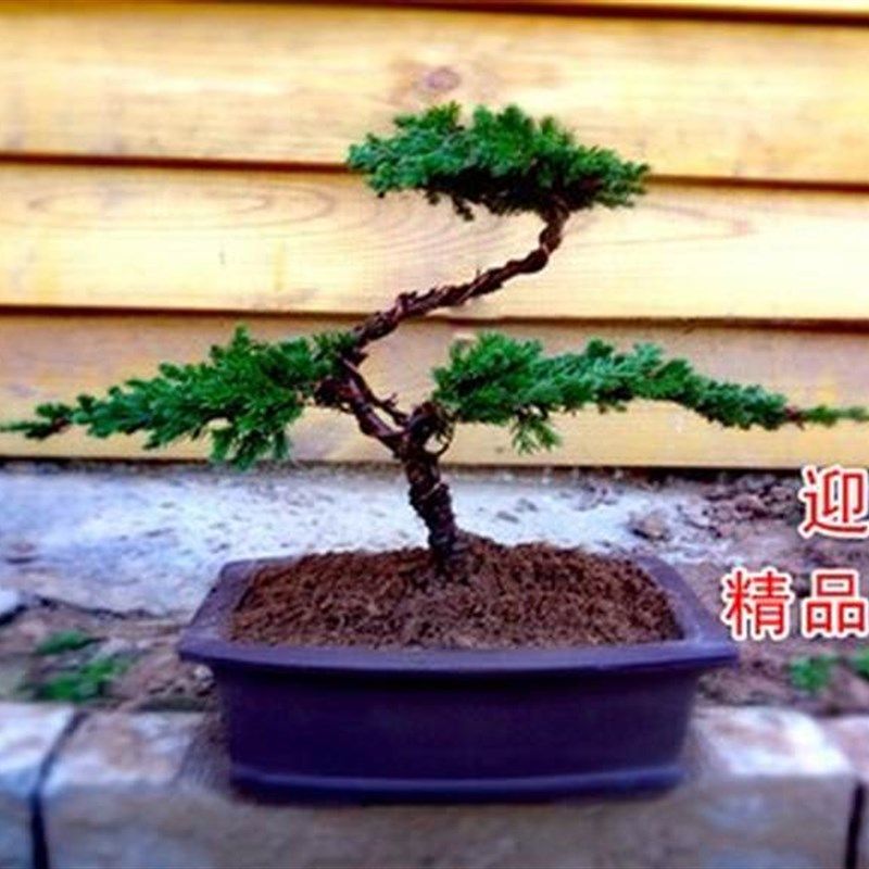 极速地柏盆景 迎客松树地柏悬崖式盆景 办公桌R阳台窗台造型盆景,鲜花速递/花卉仿真/绿植园艺,绿植,淘宝优惠券,粉丝福利购,淘宝优惠卷