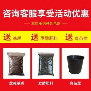 极速正宗霍山g米斛苗包邮原产地直发带根铁皮石斛苗盆栽种植送基