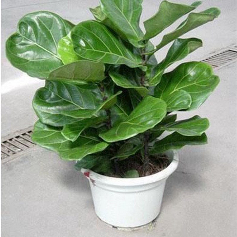 极速琴叶榕橡皮树绿色观叶耐阴z植物盆景客厅大型绿植盆栽花卉净