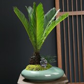 速发新中式 复古禅意桌面绿植陶约花盆简瓷多肉盆盆紫砂哥窑小组合