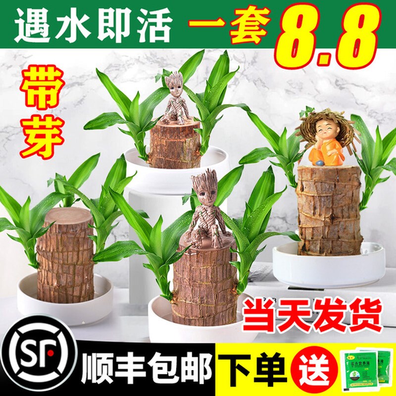 速发木幸运水开室水培植物花内木养绿植盆栽格鲁特小树人四季好养