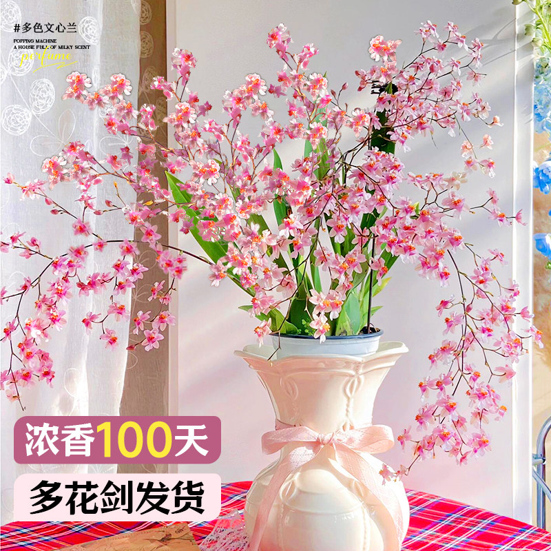 速发植心兰盆栽带花好名贵兰花苗浓香型梦香花卉台文物四季苞养