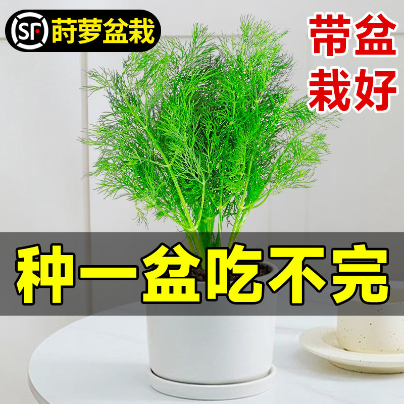速发洋萝盆栽花食用香料莳茴香苗薄荷迷迭香草四季室内植好养绿台