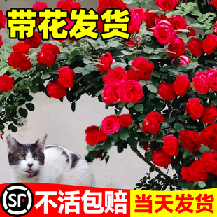 速发物罗伦蒂娜植季大花苗藤本爬藤月季盆栽庭院月佛蓝色阴雨玫瑰