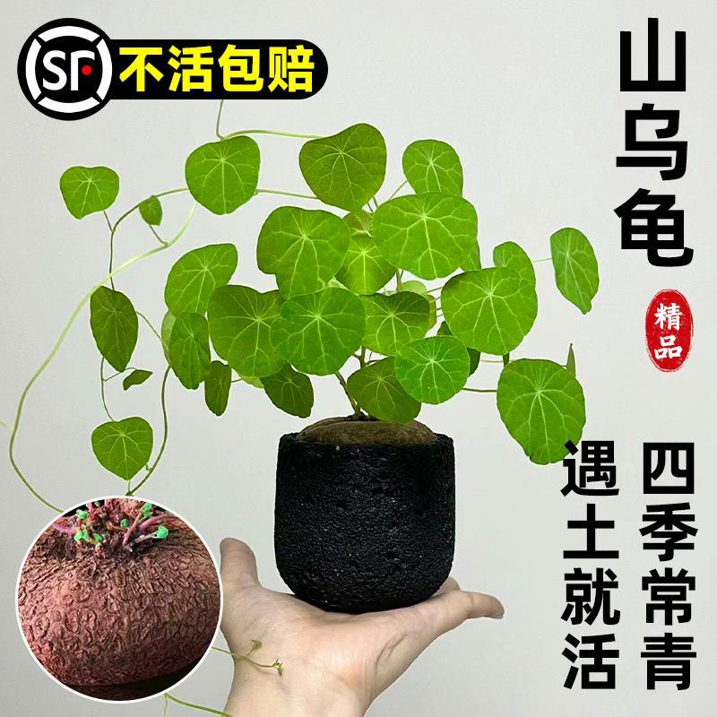 速发山乌龟植物一叶龟金不绿种球盆栽养内台爬藤观叶水培好室换植