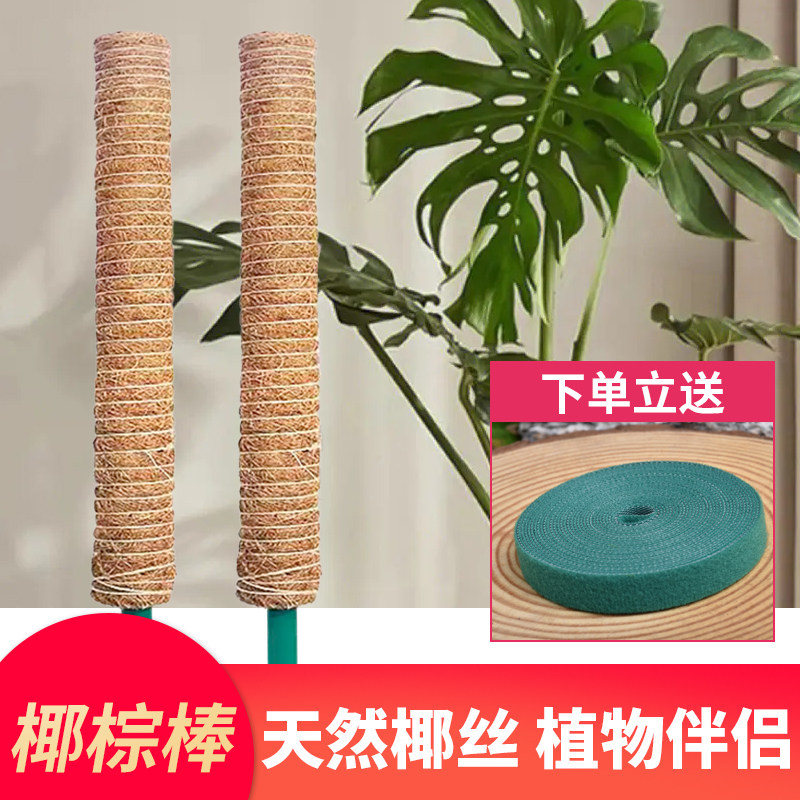 速发绿萝支撑杆立柱椰棕棒爬子龟背竹棕藤棒柱柱大型绿植物攀爬柱图片
