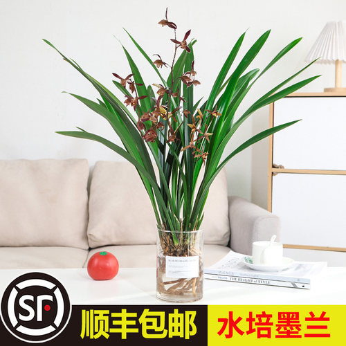 速发水内植物兰花墨兰盆栽花苗室培客厅桌面养水植物建兰绿植盆景