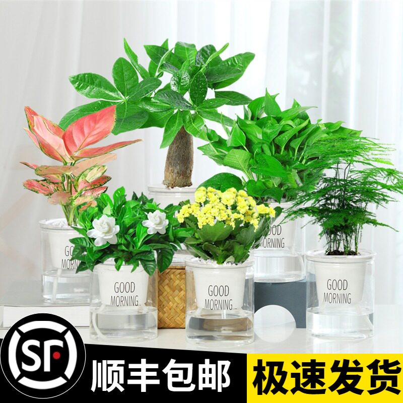 速发发财树绿植肉子花卉办面小盆栽芦荟多栀植物水培绿萝桌公室内