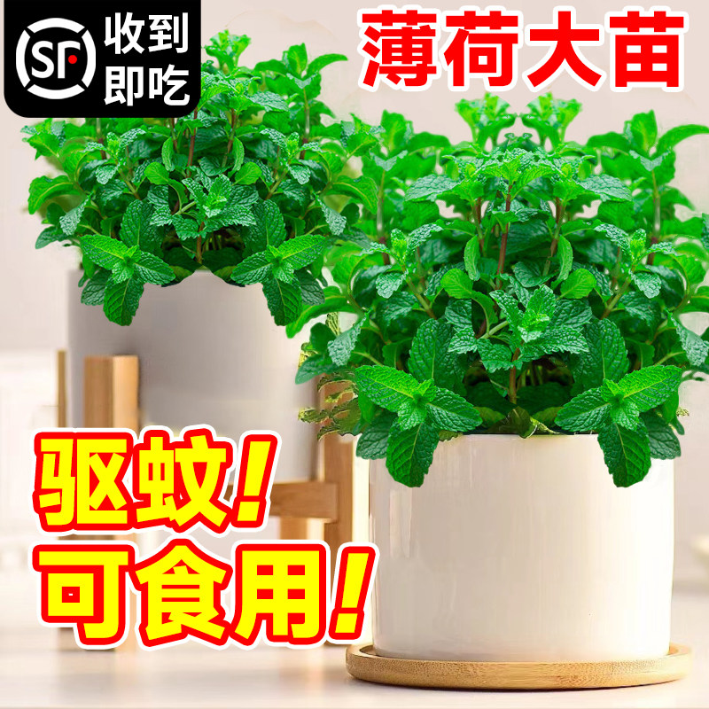 速发薄室盆栽可食用大苗荷内驱蚊绿四迷迭香植季香草植物柠檬猫薄