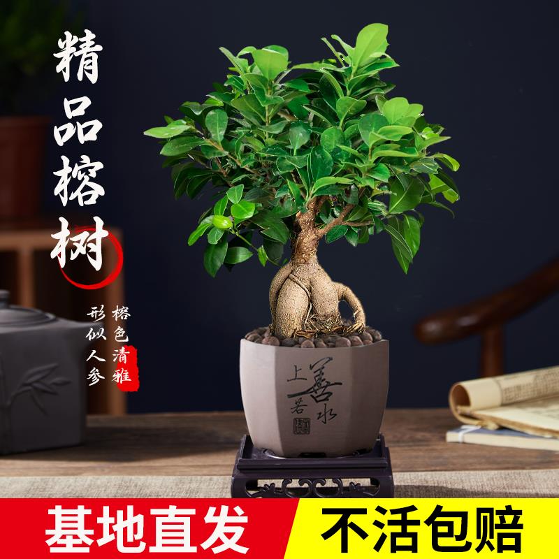 速发大盆树榕景办公室常桌面客厅绿植物花卉人参榕四季内青小榕树
