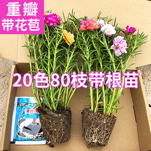 极速重瓣向日葵苗带根带花苞盆栽进口多I色宿根枝条大花庭院阳台