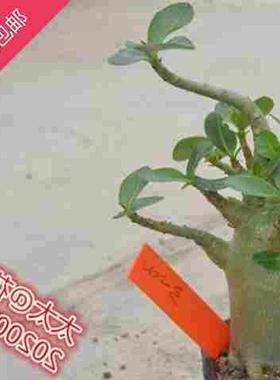 极速沙漠玫瑰M自选橙色牌t子200新品-222号号仙人球实生