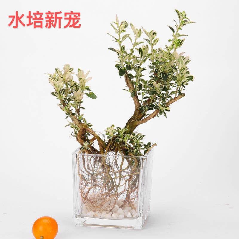 极速水培幸运树室内绿植花卉盆栽水培植物L四季长青客厅好养造型