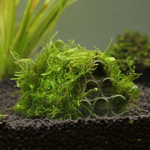 极速鱼虾透明亚克力虾屋观赏虾繁殖罐虾罐虾窝M虾莫斯虾屋水草602