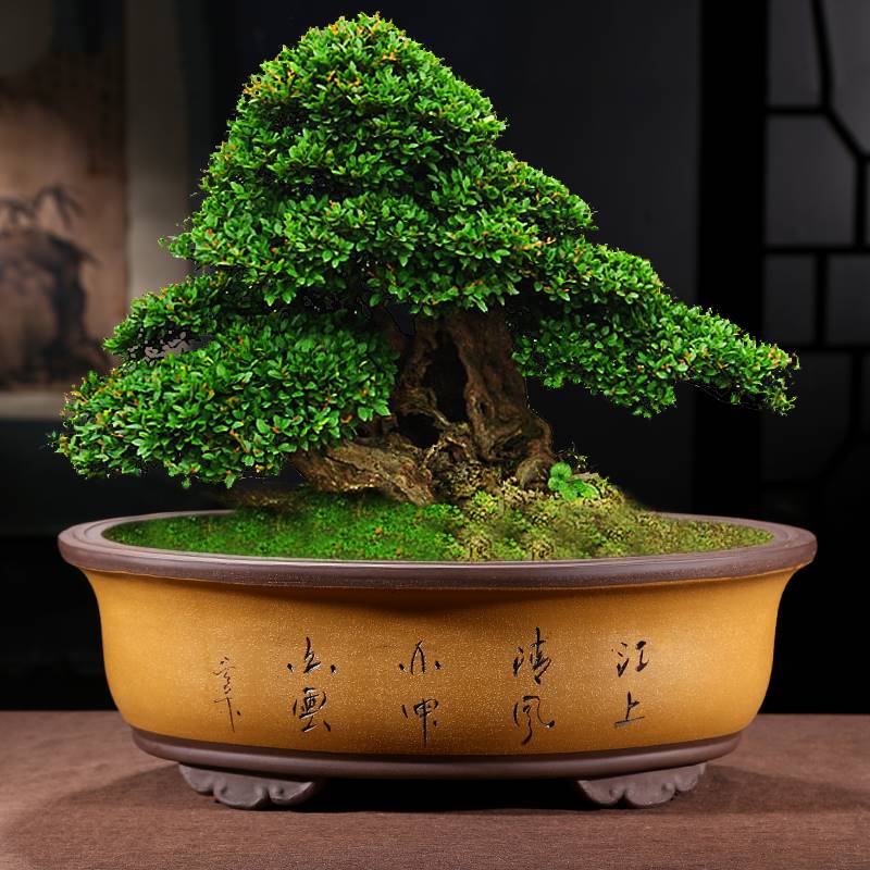 极速紫砂花盆椭圆形特大号老桩造景花盆梅花榕Q树大号花盆陶瓷盆