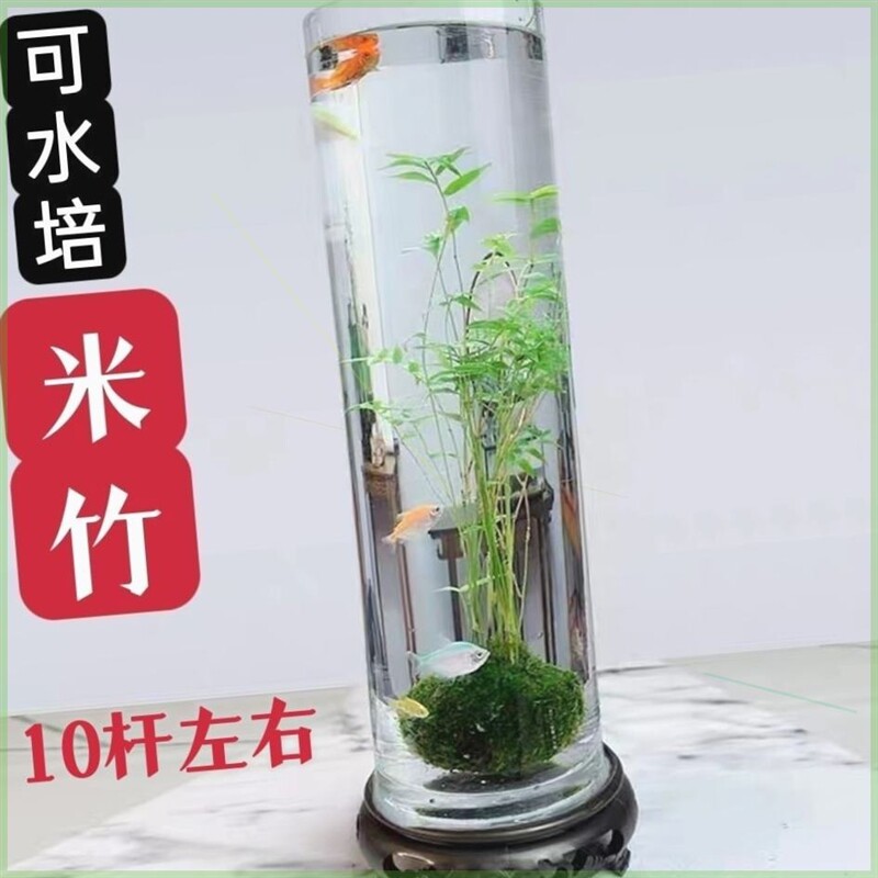 极速金明竹水培水培米竹sK苔藓球植物室内微观盆景金明竹红观音竹