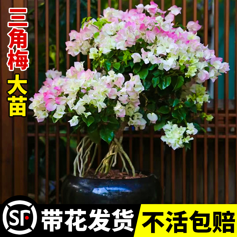 极速精品绿樱三角梅盆栽花v卉植物四季开花重瓣漳红樱老桩耐寒爬