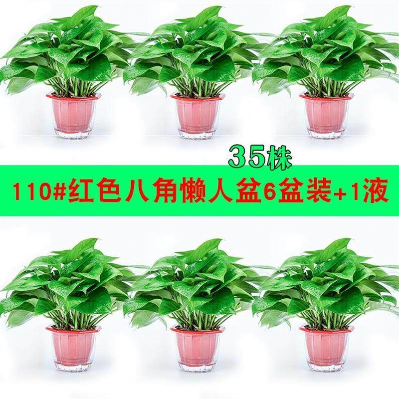 极速适合办公室放的盆栽放t家里绿色植物桌子上客厅花卉园艺装修