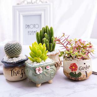 极速幼儿园绿植小盆栽小型室内适合家养的L植物花花草草多肉带花