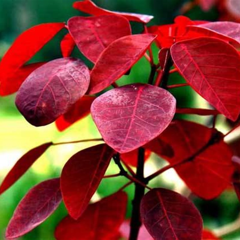 极速香山红叶象山红叶老桩黄栌T盆景绿植盆景