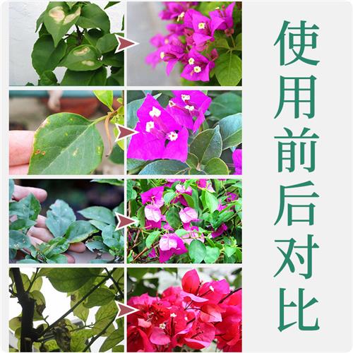 极速三角梅开花专用肥o四季促花爆花养花家用盆栽喜酸植物水溶肥