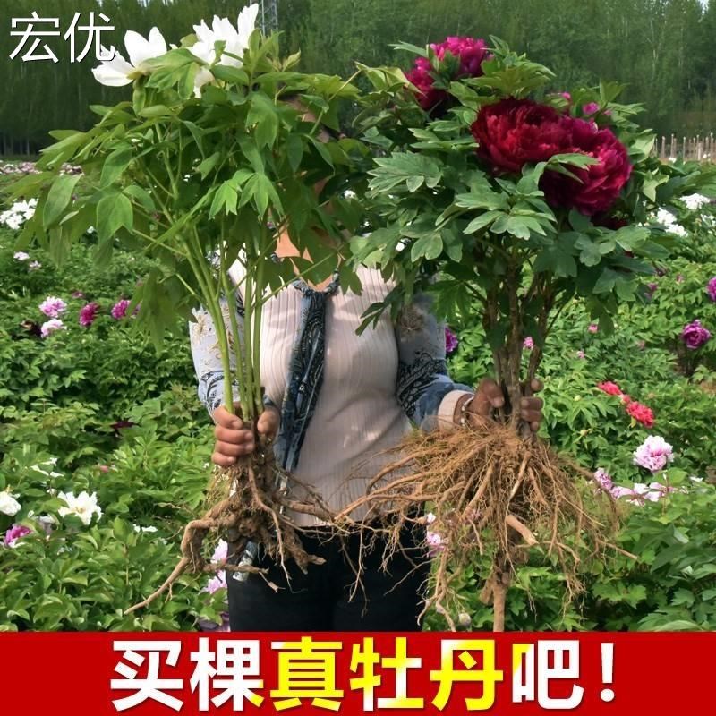 正宗洛阳牡丹花苗大n苗花卉植物室内花易活好养盆栽庭院牡丹花树