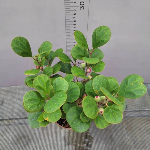 热销小盼菩提树实拍带果盆栽室内花卉桌面办公室好养W招财植物禅