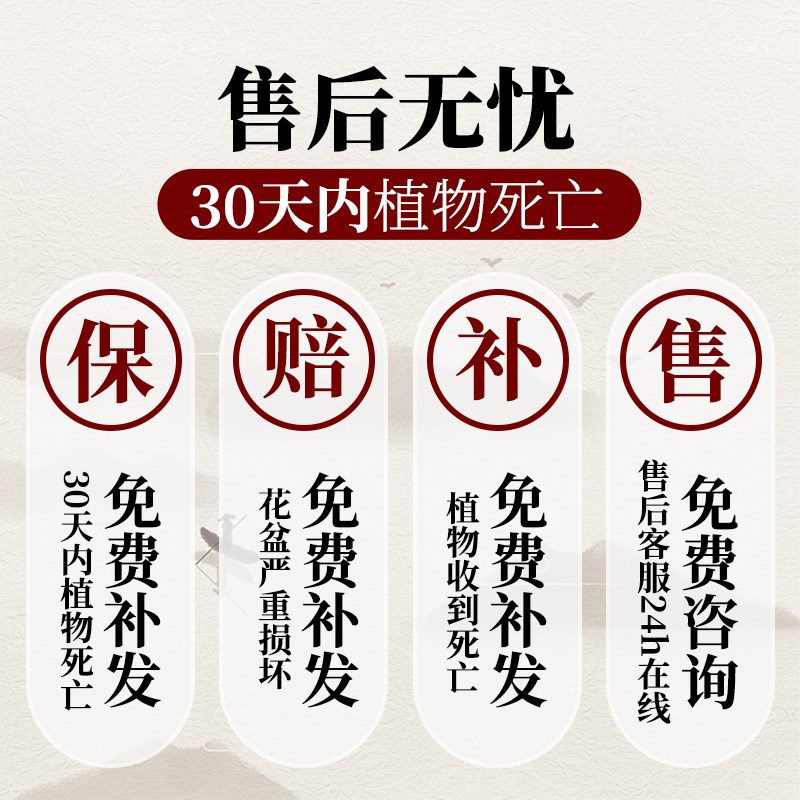 热销小盼菩提盆栽带果花盆树苗中A式禅意盆景办公室绿植摆件创意