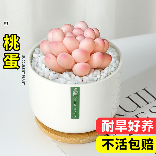 热销桃蛋多肉e植物高端小盆栽带陶瓷花盆稀有精品办公室内客厅桌