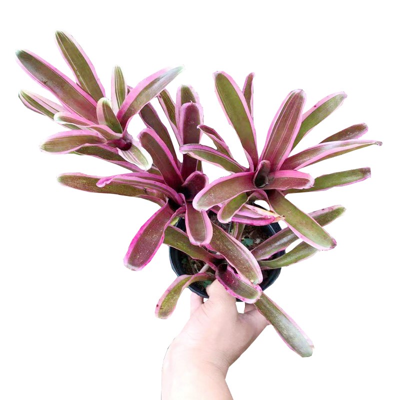 热销群生积水凤梨植物雨林景缸造景D水陆花卉热带多款生态观叶室图片