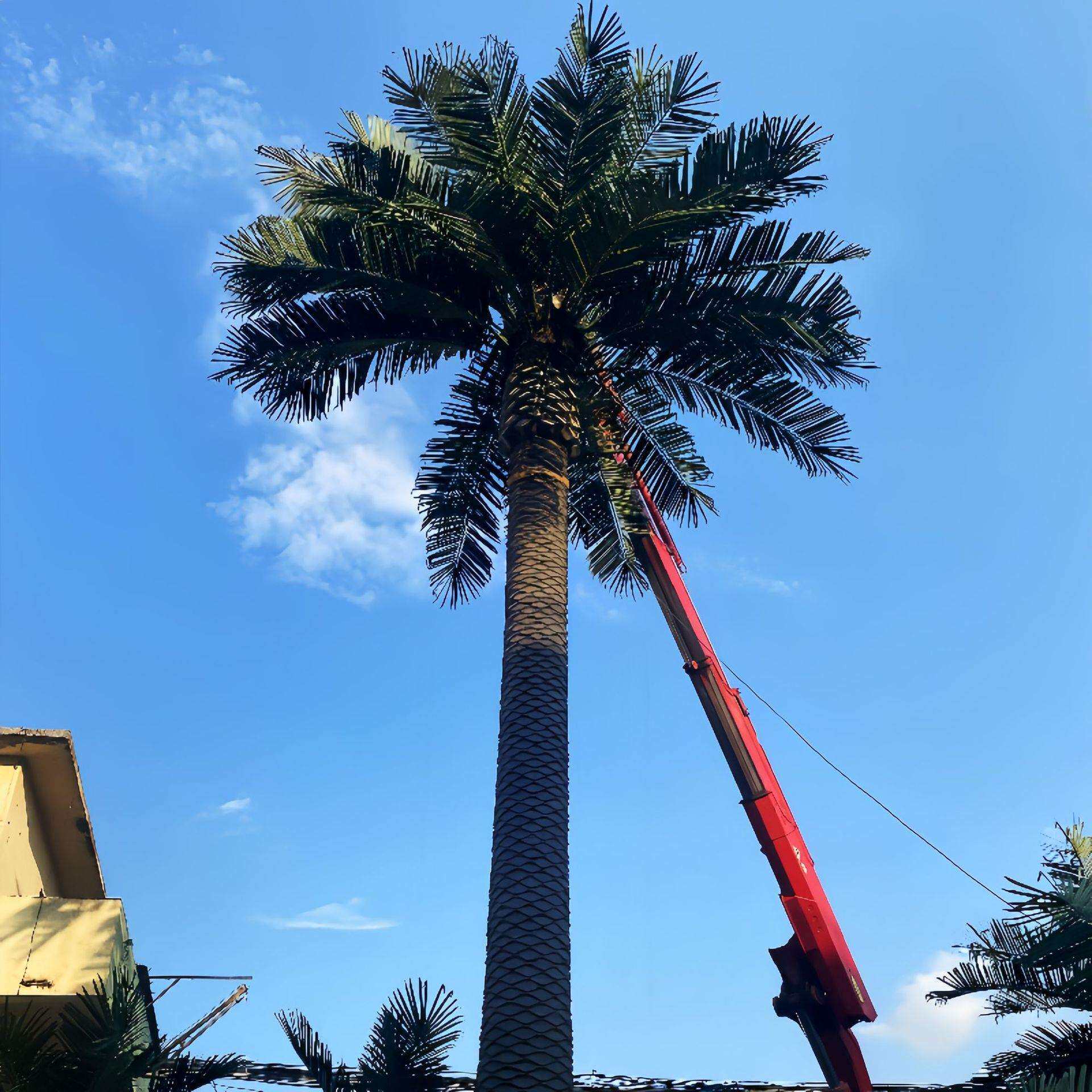 仿真海藻树旅游景点广场装饰大型海枣树40-50cm加拿利海藻树