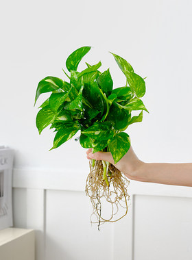 水培植物绿植室内水养绿萝花卉盆栽铜钱草红掌四季水生好养吉利红