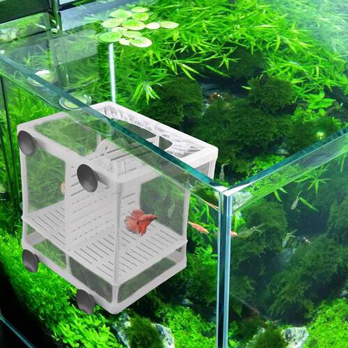 鱼缸鱼鱼隔离网GL-01隔离器斗殖鱼隔离盒网孔雀孵化器繁箱孵鱼槽