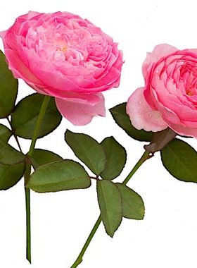 极速嫁接月e季纨扇月季灌木切花多头淡香四季开花蓝紫色玫瑰小苗