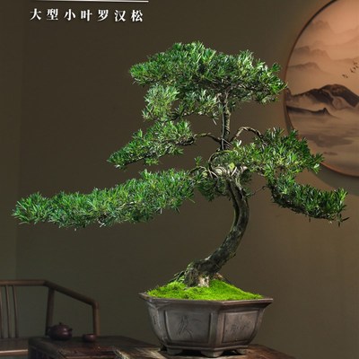 极速销小叶罗汉松盆景大树庭院造型树迎客松老桩S真树别墅客厅一