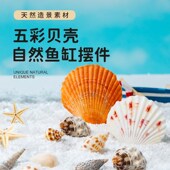 新品 饰摆件寄居蟹海星工艺品水族箱布景 鱼缸造景天然l贝壳海螺装