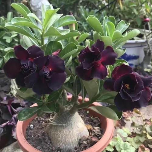 极速沙漠玫瑰重瓣7年苗头四季开花带花苞易M懒人花室内室外养阳台