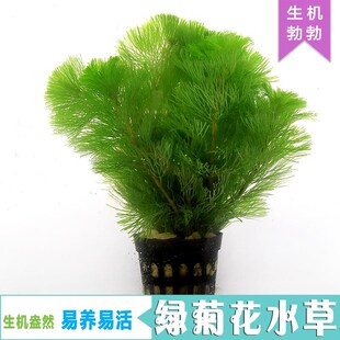 新品绿菊花水草水族箱活体v造景套餐新手后景草金鱼草有茎类小鱼