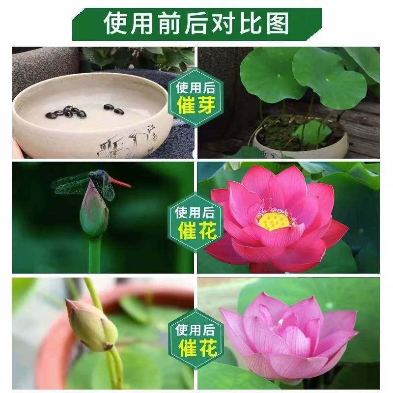 极速碗莲肥料睡莲水培植物营养液莲花荷花专用肥鱼V莲花共生莲科,鲜花速递/花卉仿真/绿植园艺,家庭园艺肥料,淘宝优惠券,粉丝福利购,淘宝优惠卷