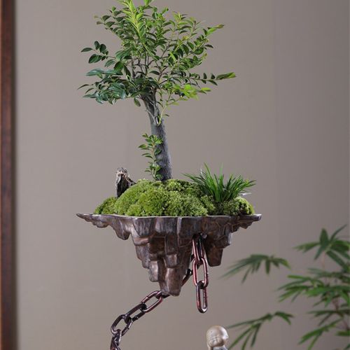 极速促天空之城小叶紫檀黑骨茶苔C藓禅意绿植盆景栽办公室内书桌