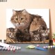 新品 数字油画dijy填充动物可爱小猫咪手工填色缅因猫手绘涂色油彩