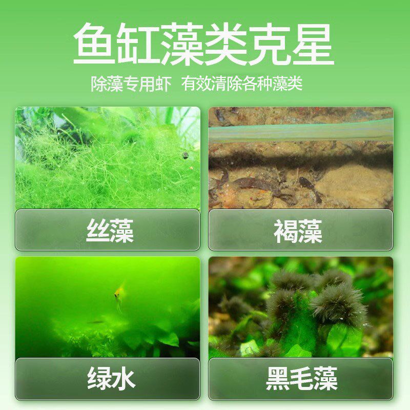 新品观赏虾黑壳虾除藻虾淡水鲜活清洁工具彩色小虾V极火虾樱花虾