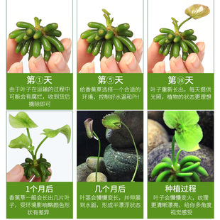 新品香蕉a草水草植物真草鱼缸水草造景鱼草缸绿植新手懒人养鱼睡