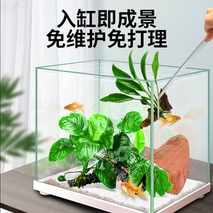 新品鱼缸水草植物坨草真草活体y阴性懒人水榕沉木水培淡水增氧造
