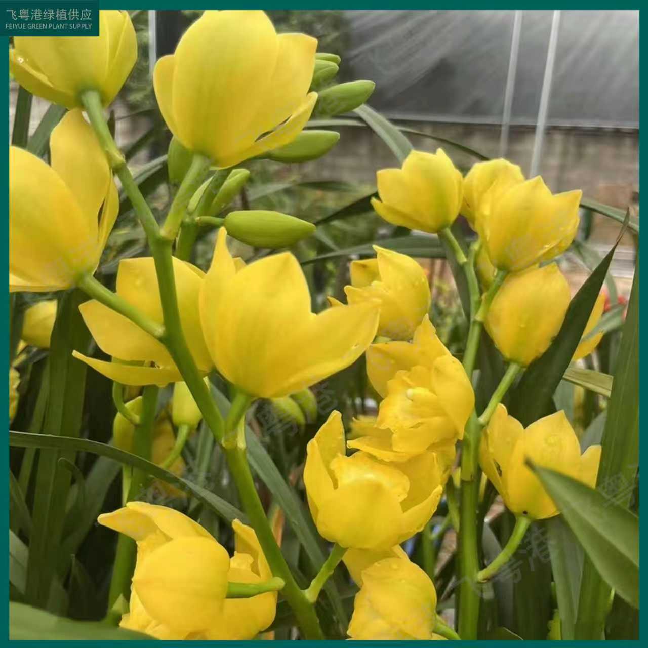 金龙带5-8花剑起带景德镇花盆土开花浓香兰花室内好养