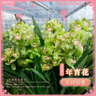 大花蕙兰【香水香兰】3-5支花起带花苞兰花名贵精品花卉四季常青