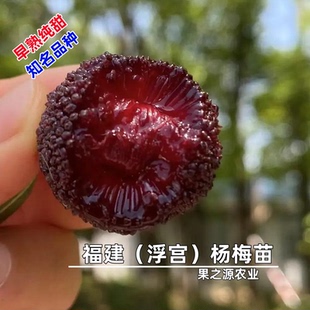 杨梅树苗浮宫杨梅嫁接苗带杯土泥带叶南北方种植庭院盆栽杨梅大树