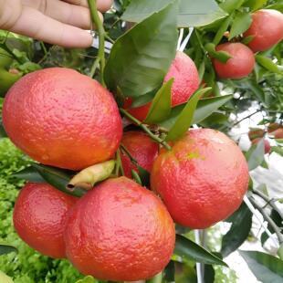 媛红椪柑树苗 血橙苗 红韵血柑晚熟柑橘树嫁接常绿果树盆栽地栽